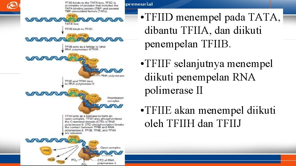  • TFIID menempel pada TATA, dibantu TFIIA, dan diikuti penempelan TFIIB. • TFIIF