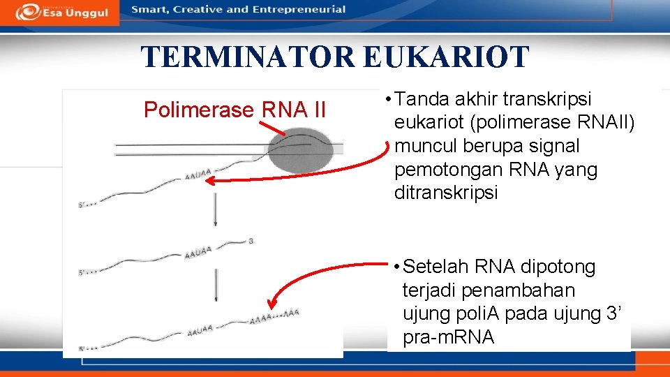 TERMINATOR EUKARIOT Polimerase RNA II • Tanda akhir transkripsi eukariot (polimerase RNAII) muncul berupa