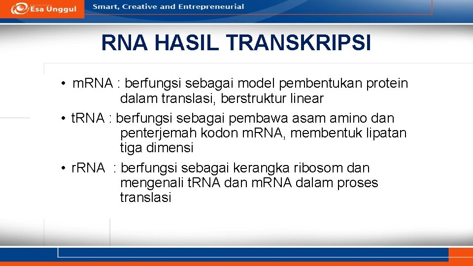 RNA HASIL TRANSKRIPSI • m. RNA : berfungsi sebagai model pembentukan protein dalam translasi,