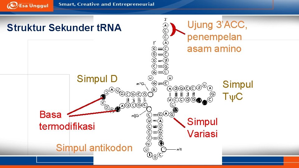 Struktur Sekunder t. RNA Ujung 3’ACC, penempelan asam amino Simpul D Basa termodifikasi Simpul