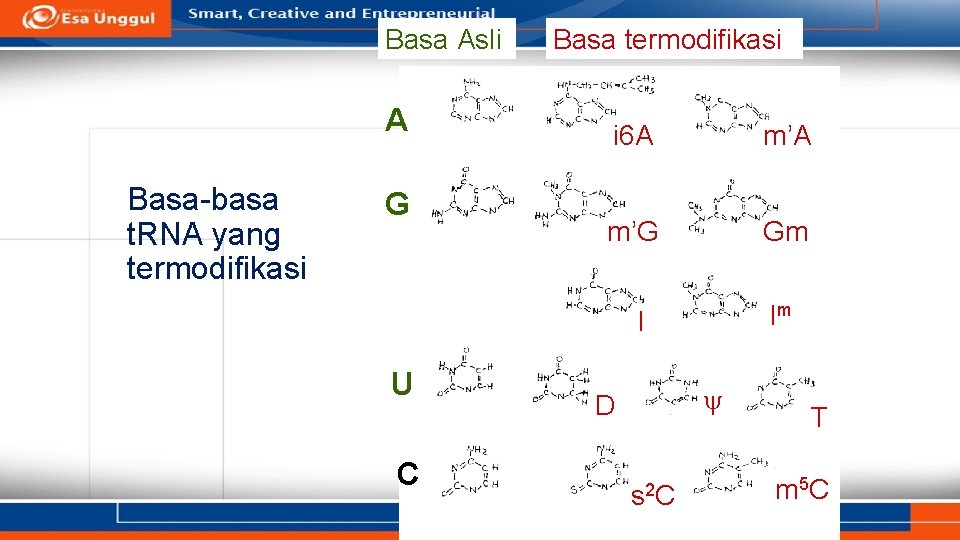 Basa Asli A Basa-basa t. RNA yang termodifikasi G U C Basa termodifikasi i