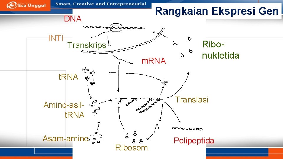 Rangkaian Ekspresi Gen DNA INTI Transkripsi m. RNA Ribonukletida t. RNA Translasi Amino-asilt. RNA