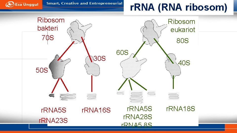 r. RNA (RNA ribosom) Ribosom bakteri 70 S Ribosom eukariot 80 S 30 S