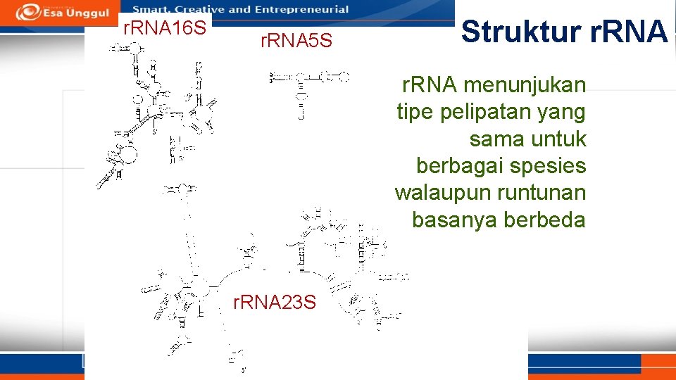 r. RNA 16 S r. RNA 5 S Struktur r. RNA menunjukan tipe pelipatan