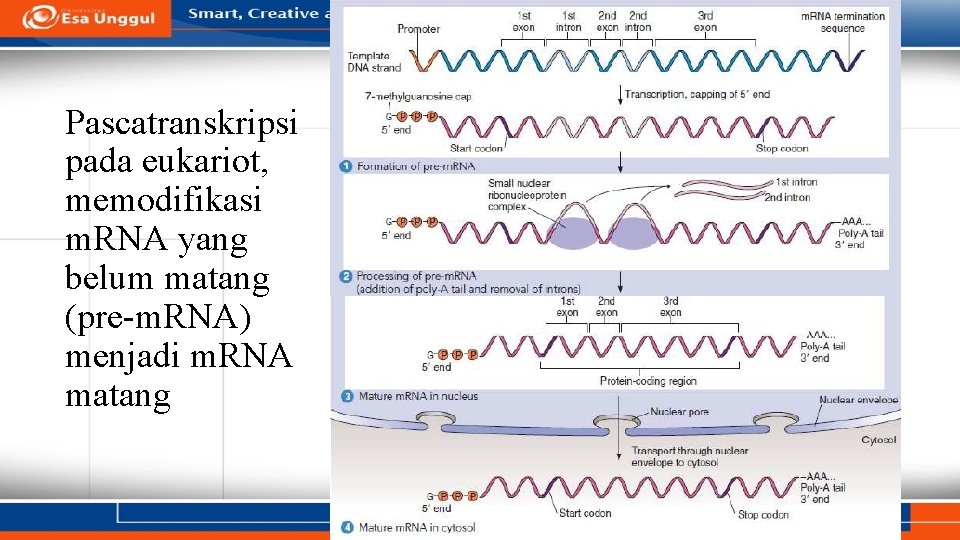 Pascatranskripsi pada eukariot, memodifikasi m. RNA yang belum matang (pre-m. RNA) menjadi m. RNA