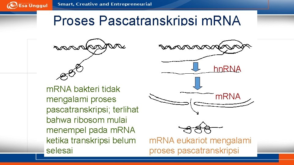 Proses Pascatranskripsi m. RNA hn. RNA m. RNA bakteri tidak mengalami proses pascatranskripsi; terlihat