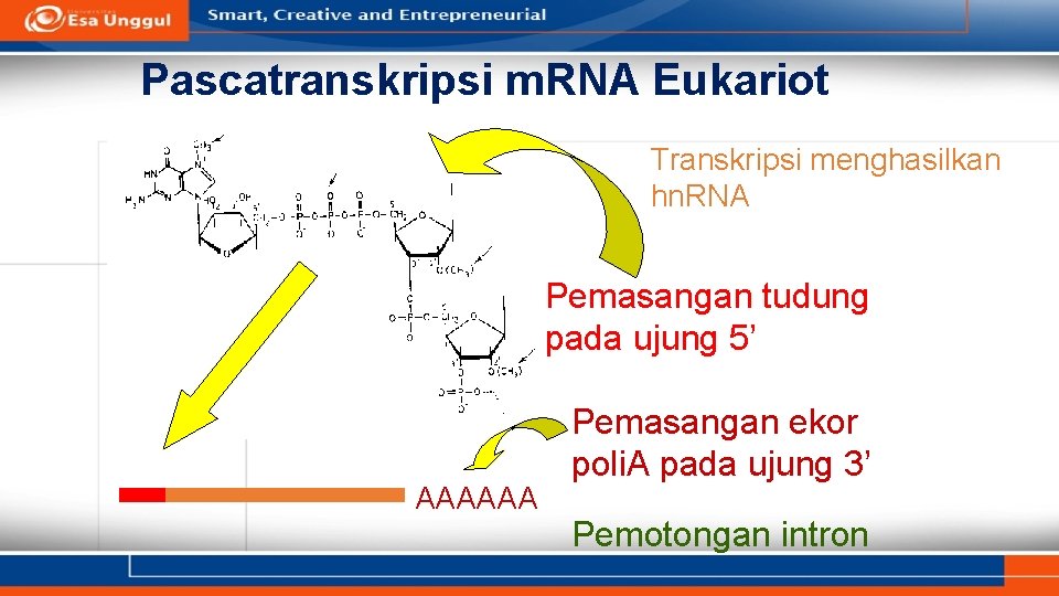 Pascatranskripsi m. RNA Eukariot Transkripsi menghasilkan hn. RNA Pemasangan tudung pada ujung 5’ AAAAAA