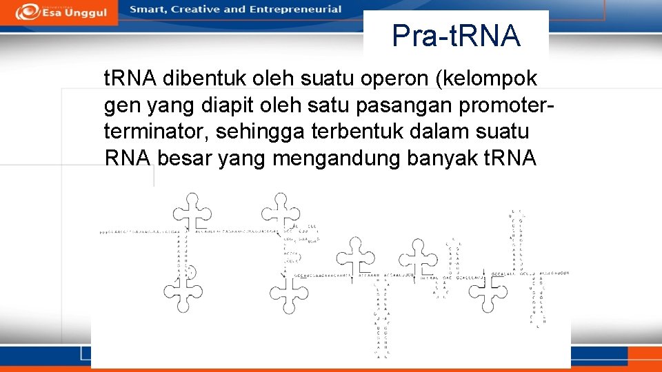 Pra-t. RNA dibentuk oleh suatu operon (kelompok gen yang diapit oleh satu pasangan promoterterminator,