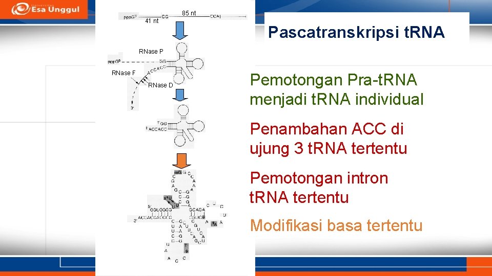 85 nt 41 nt Pascatranskripsi t. RNA RNase P RNase F RNase D Pemotongan