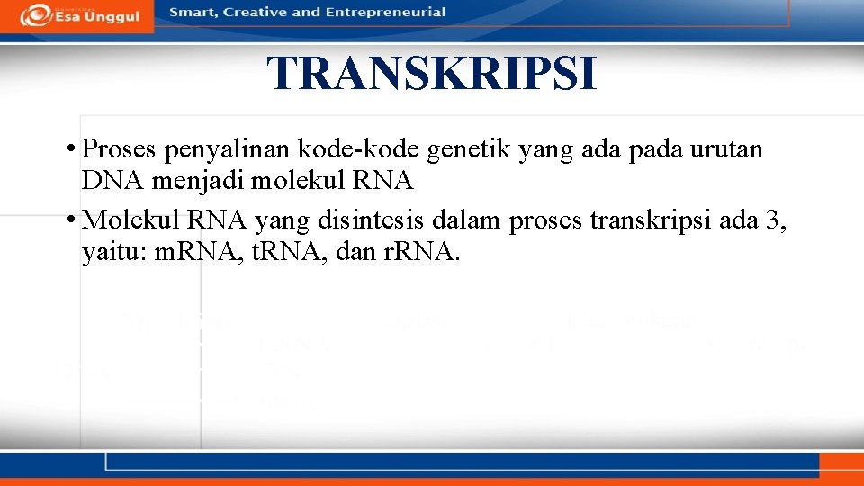 TRANSKRIPSI • Proses penyalinan kode-kode genetik yang ada pada urutan DNA menjadi molekul RNA