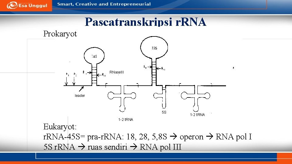 Pascatranskripsi r. RNA Prokaryot RNase. III leader 5 S 1 -2 t. RNA Eukaryot: