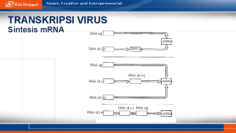 TRANSKRIPSI VIRUS Sintesis m. RNA DNA ug m. RNA DNA ut (+) DNA ug