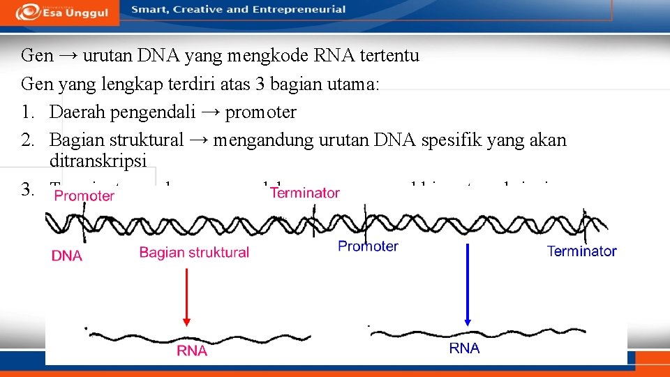 Gen → urutan DNA yang mengkode RNA tertentu Gen yang lengkap terdiri atas 3