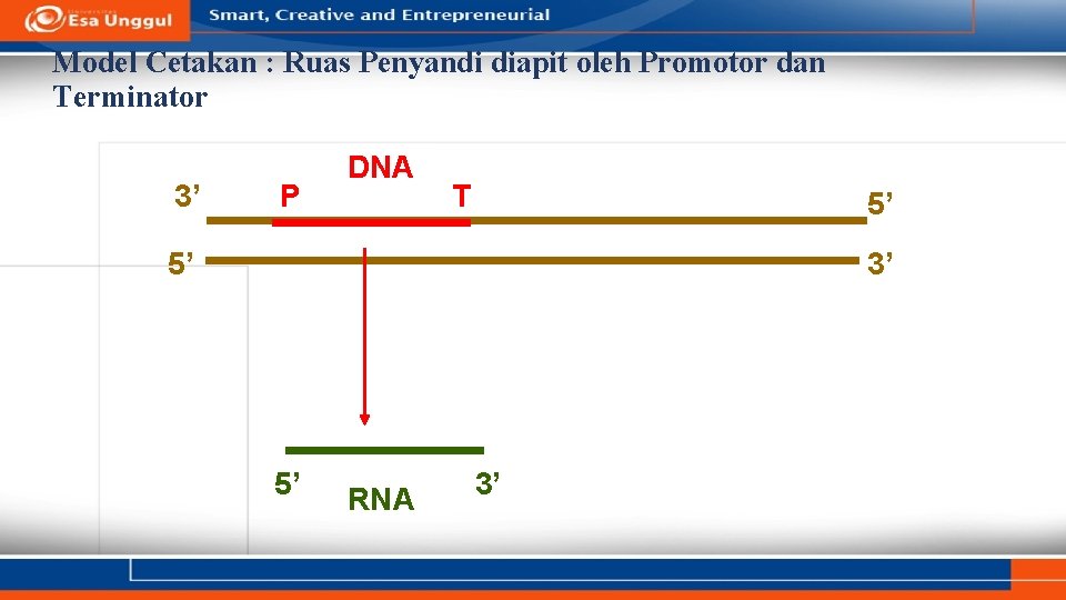 Model Cetakan : Ruas Penyandi diapit oleh Promotor dan Terminator 3’ P DNA T