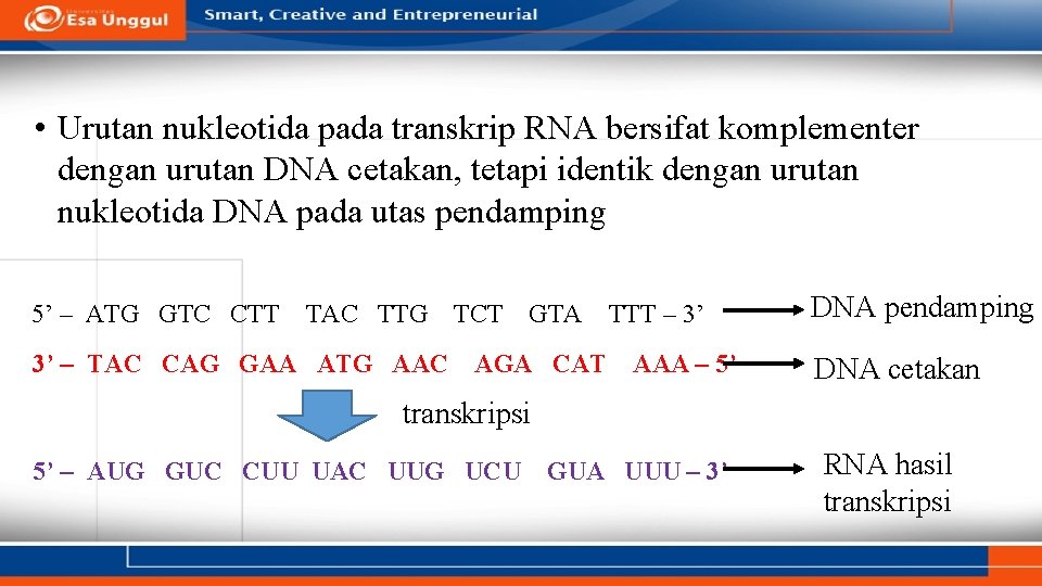  • Urutan nukleotida pada transkrip RNA bersifat komplementer dengan urutan DNA cetakan, tetapi