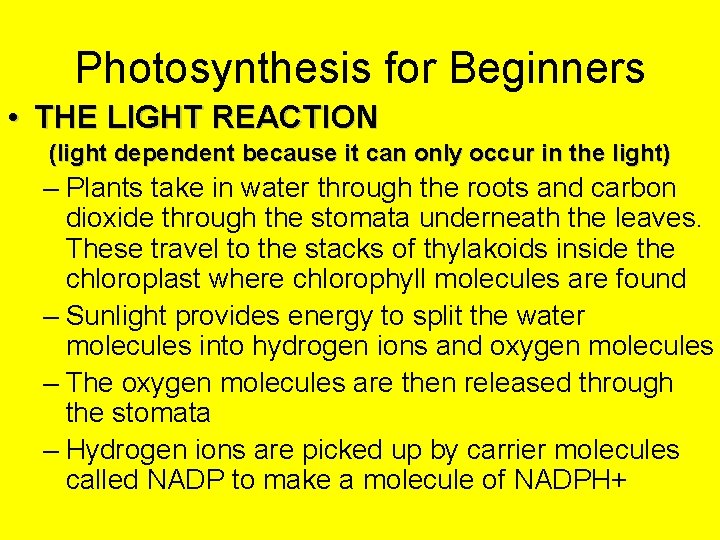 Photosynthesis for Beginners • THE LIGHT REACTION (light dependent because it can only occur