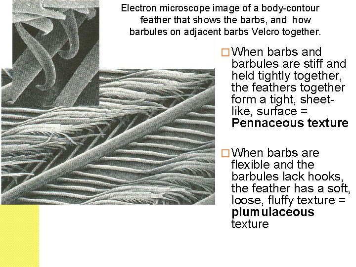 Electron microscope image of a body-contour feather that shows the barbs, and how barbules