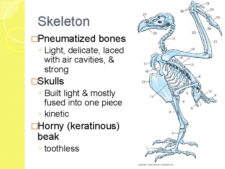 Skeleton �Pneumatized bones ◦ Light, delicate, laced with air cavities, & strong �Skulls ◦