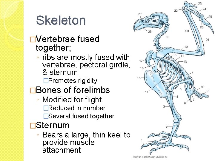 Skeleton �Vertebrae together; fused ◦ ribs are mostly fused with vertebrae, pectoral girdle, &