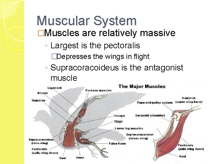 Muscular System �Muscles are relatively massive ◦ Largest is the pectoralis �Depresses the wings