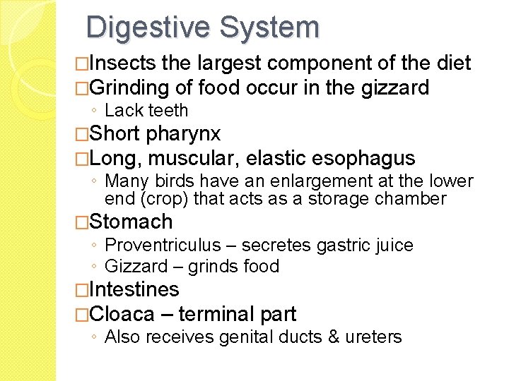 Digestive System �Insects the largest component of the �Grinding of food occur in the