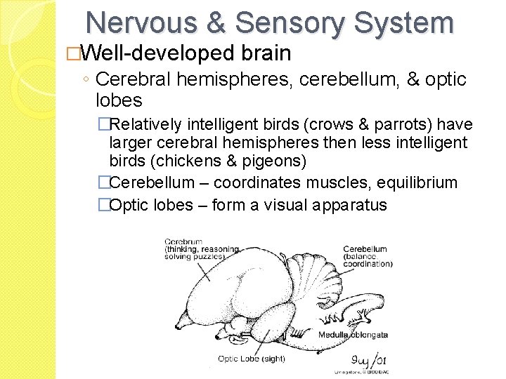 Nervous & Sensory System �Well-developed brain ◦ Cerebral hemispheres, cerebellum, & optic lobes �Relatively