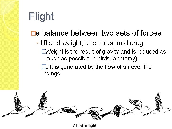 Flight �a balance between two sets of forces ◦ lift and weight, and thrust