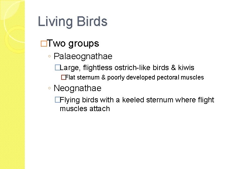 Living Birds �Two groups ◦ Palaeognathae �Large, flightless ostrich-like birds & kiwis �Flat sternum