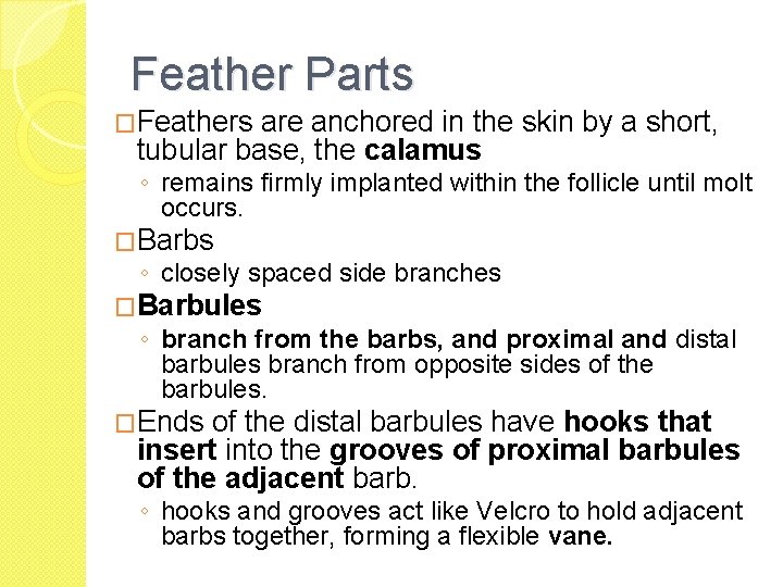 Feather Parts �Feathers are anchored in the skin by a short, tubular base, the