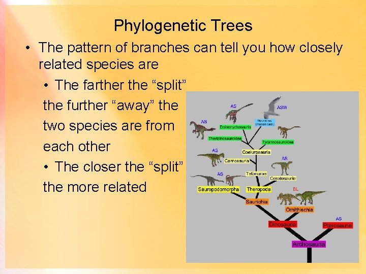 Phylogenetic Trees • The pattern of branches can tell you how closely related species