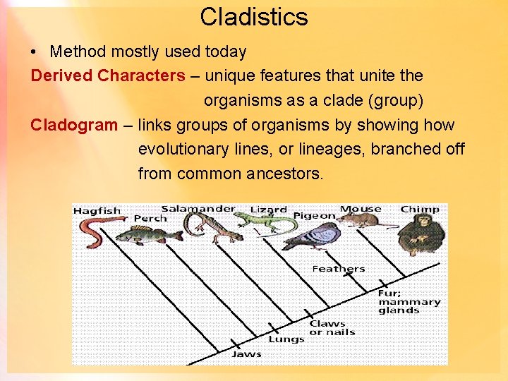 Cladistics • Method mostly used today Derived Characters – unique features that unite the