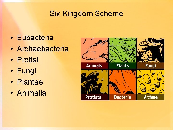 Six Kingdom Scheme • • • Eubacteria Archaebacteria Protist Fungi Plantae Animalia 