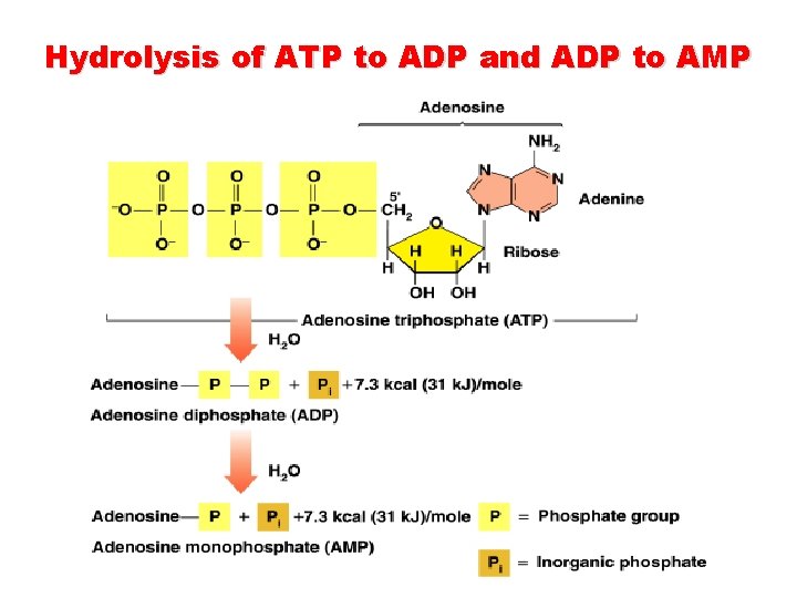 Hydrolysis of ATP to ADP and ADP to AMP  Hydrolysis of ATP to ADP and ADP to AMP