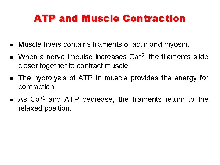ATP and Muscle Contraction n n Muscle fibers contains filaments of actin and myosin. ATP and Muscle Contraction n n Muscle fibers contains filaments of actin and myosin.