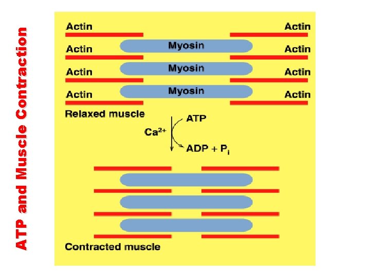 ATP and Muscle Contraction  ATP and Muscle Contraction