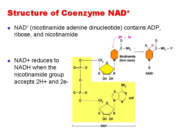 Structure of Coenzyme NAD+ n n NAD+ (nicotinamide adenine dinucleotide) contains ADP, ribose, and Structure of Coenzyme NAD+ n n NAD+ (nicotinamide adenine dinucleotide) contains ADP, ribose, and