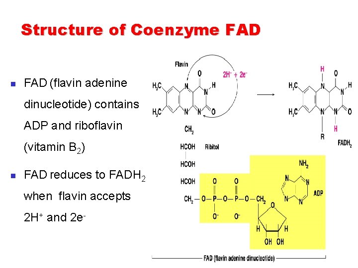 Structure of Coenzyme FAD n FAD (flavin adenine dinucleotide) contains ADP and riboflavin (vitamin Structure of Coenzyme FAD n FAD (flavin adenine dinucleotide) contains ADP and riboflavin (vitamin
