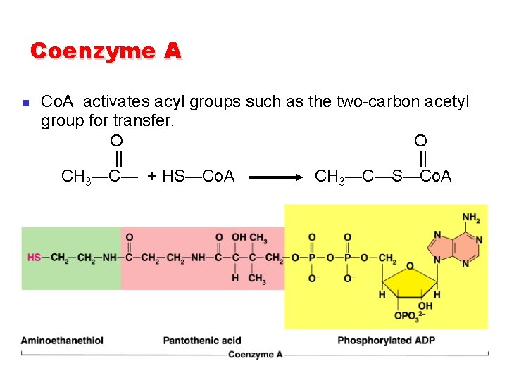 Coenzyme A n Co. A activates acyl groups such as the two-carbon acetyl group Coenzyme A n Co. A activates acyl groups such as the two-carbon acetyl group