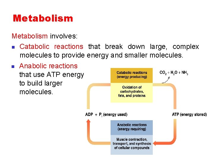 Metabolism involves: n Catabolic reactions that break down large, complex molecules to provide energy Metabolism involves: n Catabolic reactions that break down large, complex molecules to provide energy