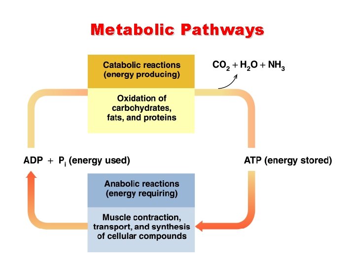 Metabolic Pathways  Metabolic Pathways
