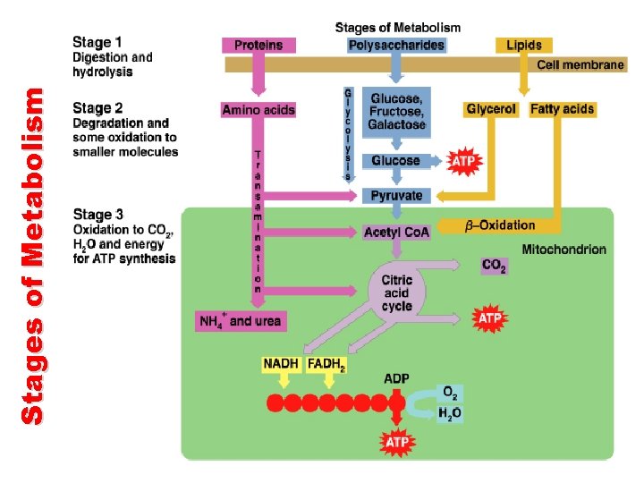 Stages of Metabolism  Stages of Metabolism