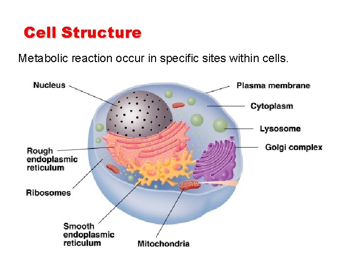 Cell Structure Metabolic reaction occur in specific sites within cells.  Cell Structure Metabolic reaction occur in specific sites within cells.