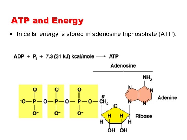 ATP and Energy § In cells, energy is stored in adenosine triphosphate (ATP).  ATP and Energy § In cells, energy is stored in adenosine triphosphate (ATP).