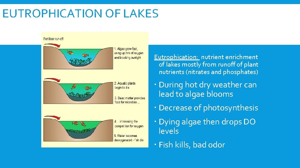 EUTROPHICATION OF LAKES Eutrophication: nutrient enrichment of lakes mostly from runoff of plant nutrients