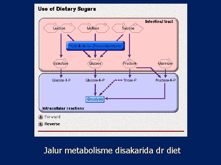 Jalur metabolisme disakarida dr diet 