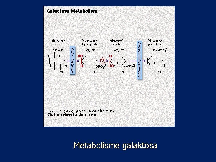 Metabolisme galaktosa 