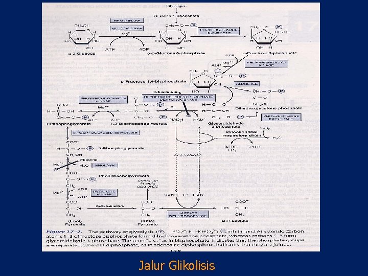 Jalur Glikolisis 