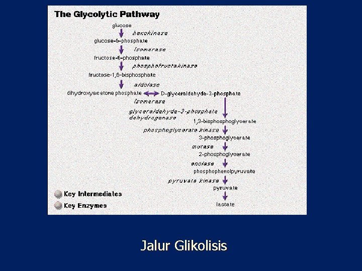 Jalur Glikolisis 