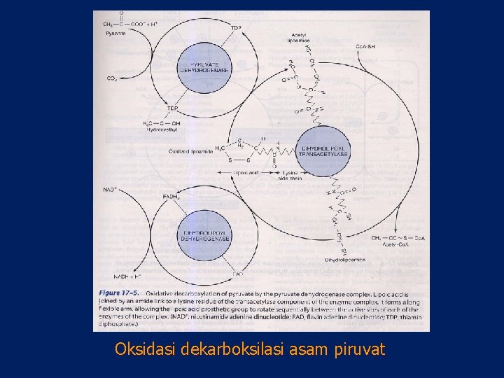 Oksidasi dekarboksilasi asam piruvat 