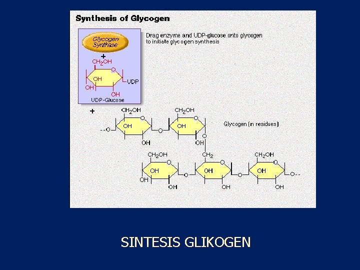 SINTESIS GLIKOGEN 